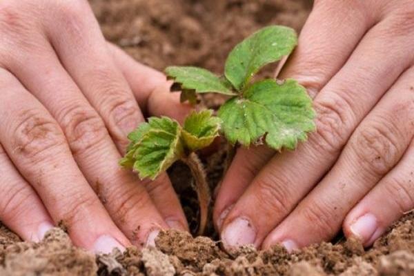 planter des fraises 