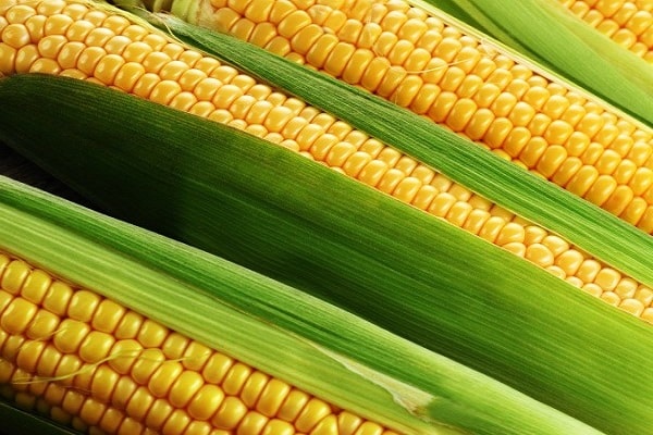 pěstovat kukuřici