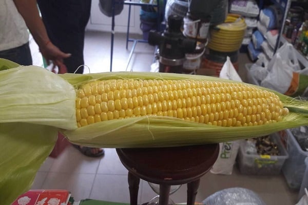 sázení kukuřice