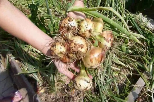 alimentando cebollas