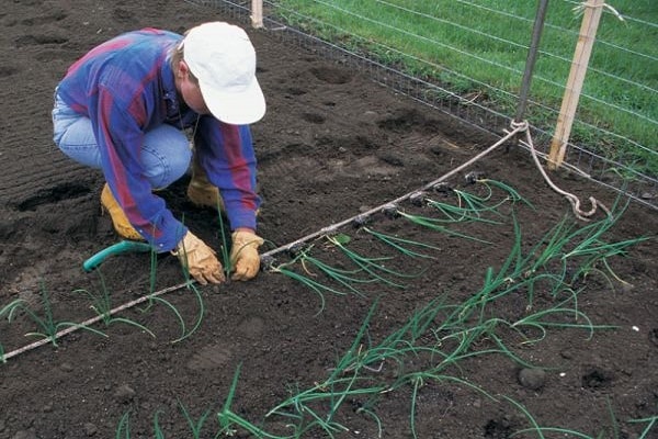 regando las camas