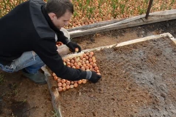 excavación de otoño