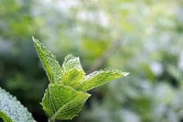 growing mint