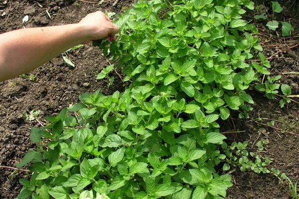 mint in the soil