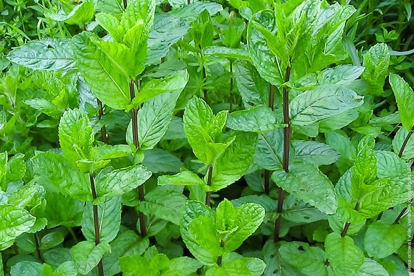 watering mint