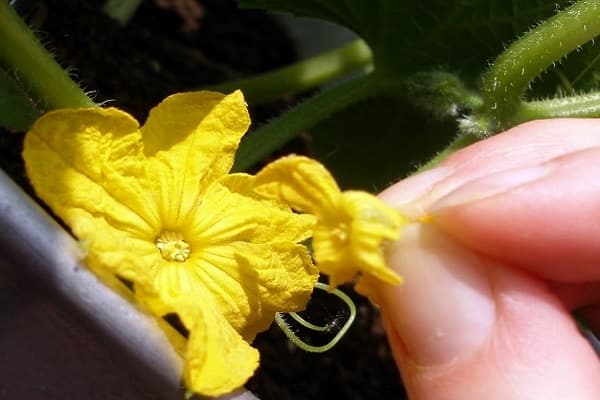 process of pollinating 