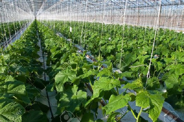 pěstování ve sklenících