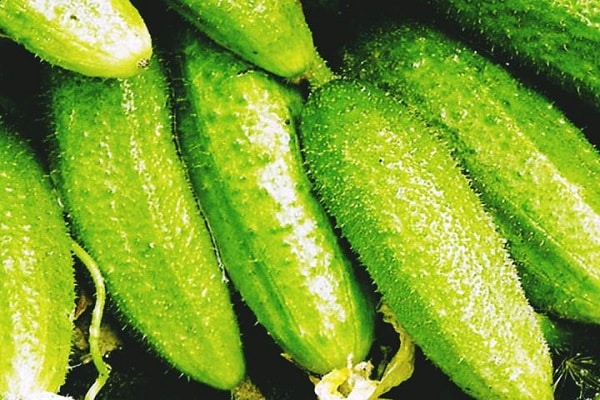 cucumbers for the greenhouse