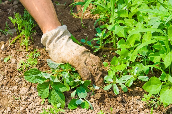 Sản phẩm đã chuẩn bị