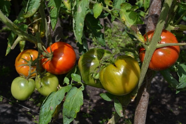 Tomate Orlets en pleine terre