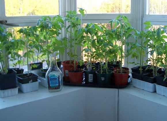 Tomatensetzlinge auf dem Balkon