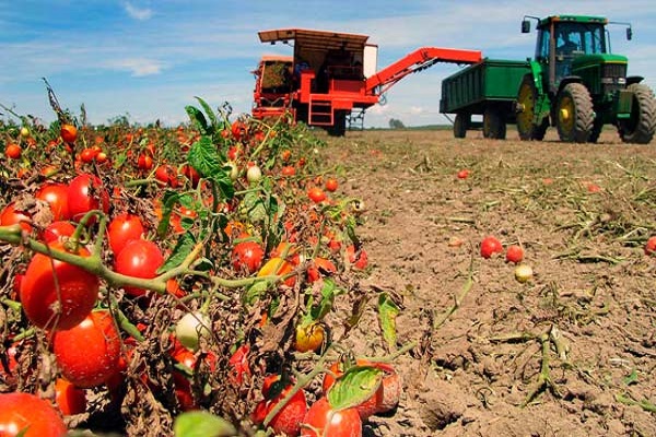 tomates na região de Moscou