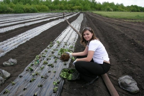 plantando plantas 