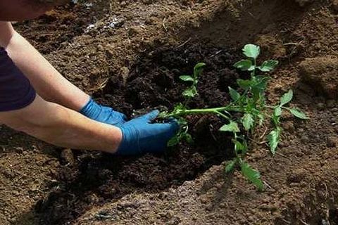 cuidando de tomates