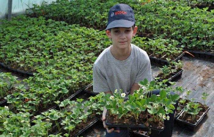 Junge mit Erdbeeren 