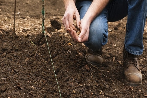 cultivado por sementes