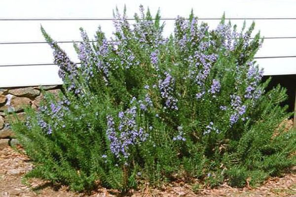 rosemary growing in open ground