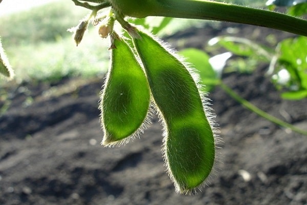 gewassen met herbiciden