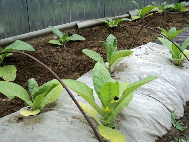 Gartenbeet in der Nähe des Hauses