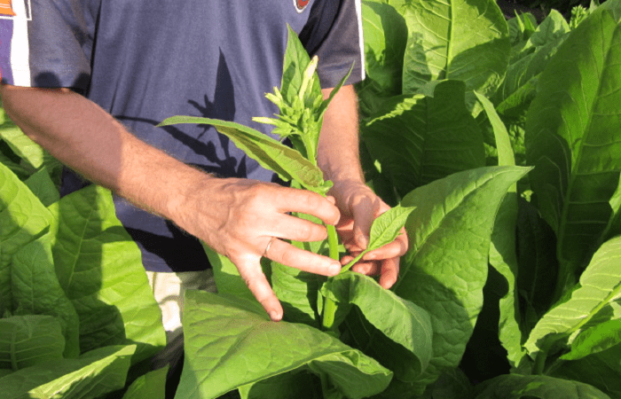 pinching leaves 