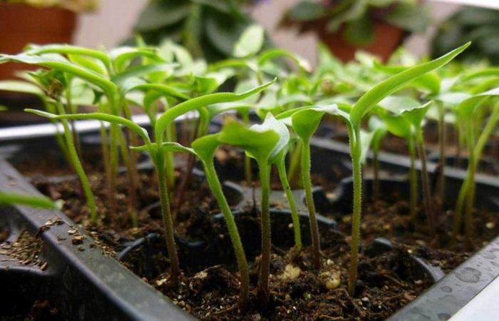 tobacco seedlings 