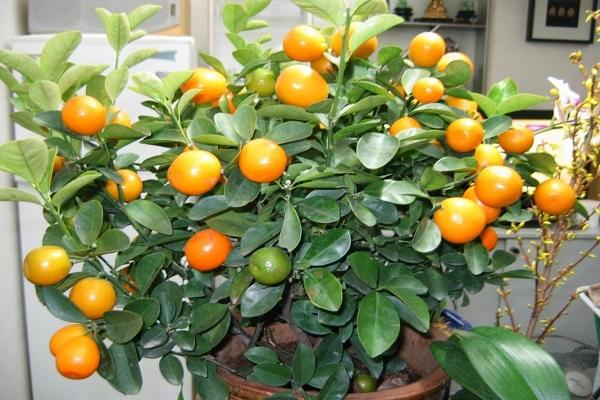 keř mandarinky 