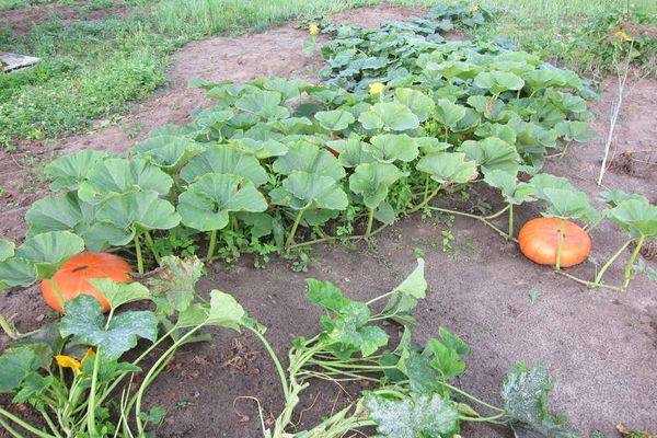 Kürbis wächst im Garten