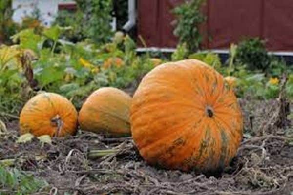 ventajas de las variedades de calabaza