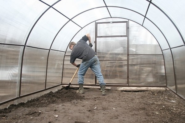 Jak správně pěstovat a pečovat o kopr ve skleníku v zimě