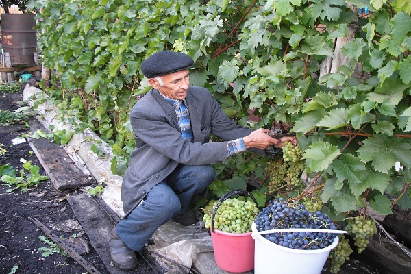 planter dans le jardin