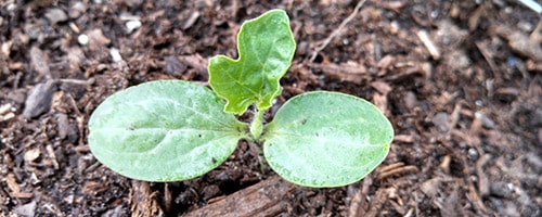 planting watermelon