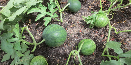 planting watermelon