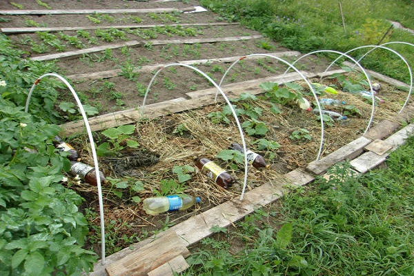 germinated seedlings