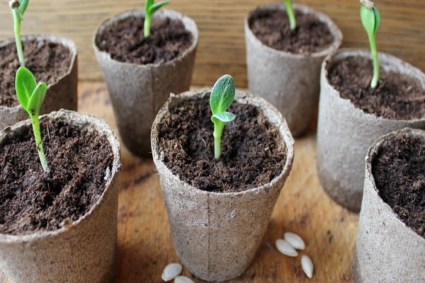 containers for cucumbers