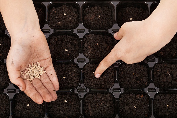 pěstovat semena 