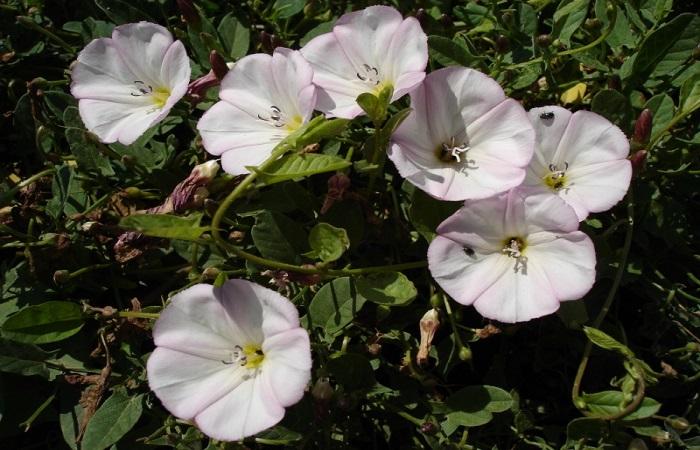 blooming bindweed 