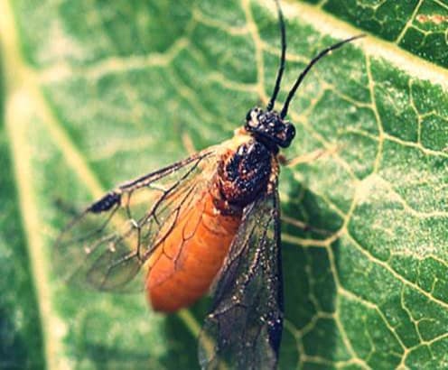 Mosca-serra de groselha preta