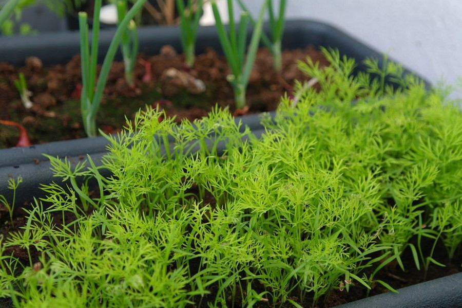 fennel seedlings