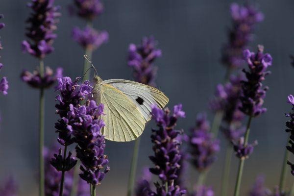 planinska lavanda 