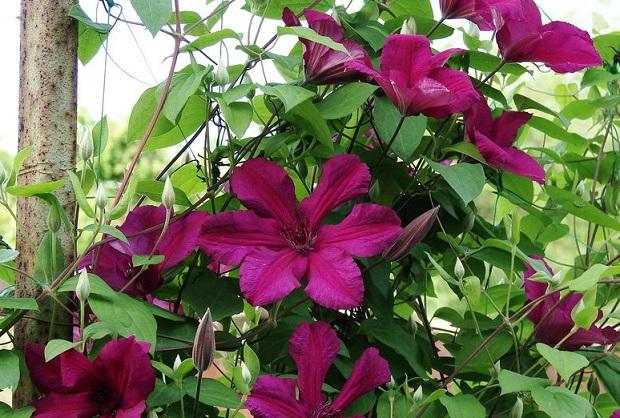 wunderschöne Clematis