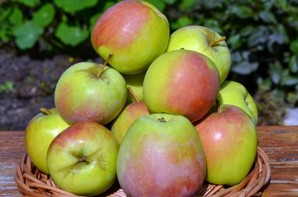 odrůda jabloně Khakassia