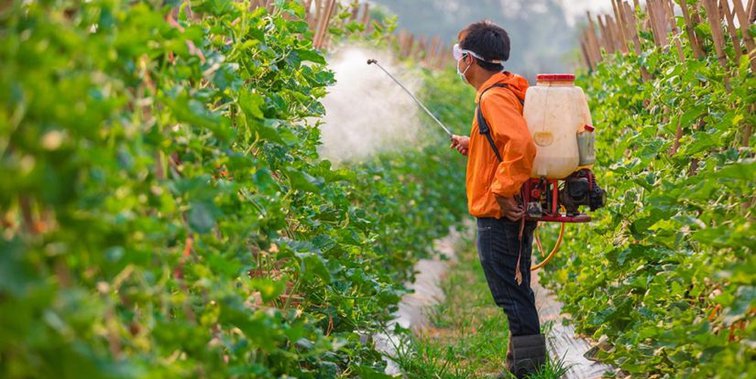 grape processing