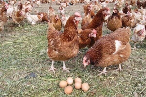 poules dans la cour 