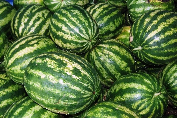 producer watermelon harvest