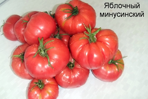 Tomaten-Apfel-Minusinsk