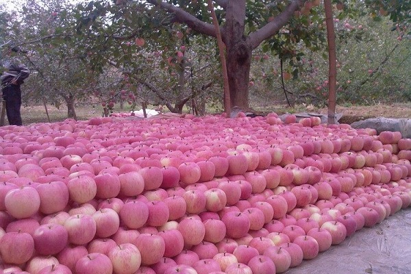 agrotehničke mjere