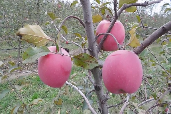 αρχίζει να αποδίδει καρπούς