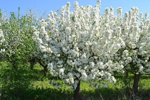 fleur de pommier 