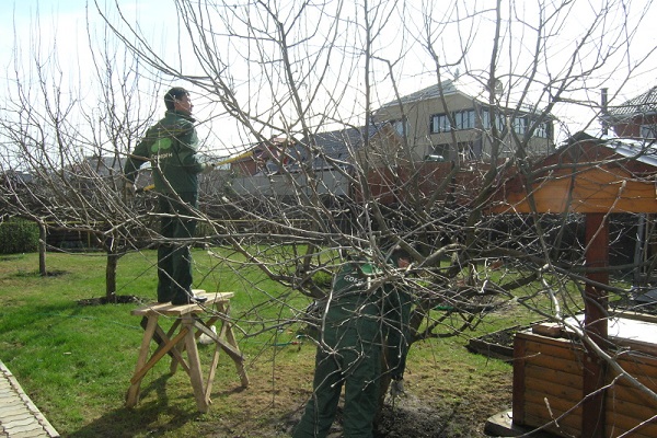 winterhardheid van de boom 