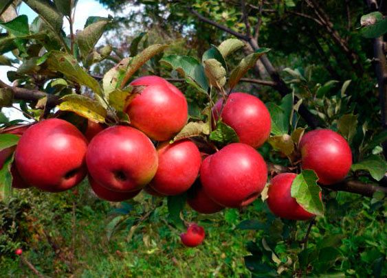 pommier joie d'automne